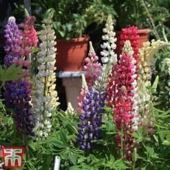 Lupin 'Gallery' (Gallery Series) 10 Lupin 'Gallery' (Gallery Series) -Garden Glory Sales lupin4