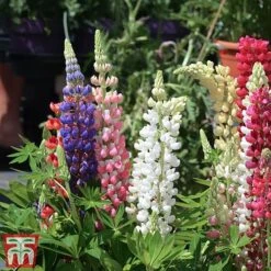 Lupin 'Gallery' (Gallery Series) 11 Lupin 'Gallery' (Gallery Series) -Garden Glory Sales lupin5