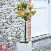 Magnolia 'Sunspire' 2 Magnolia 'Sunspire' -Garden Glory Sales magn suns