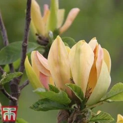 Magnolia 'Sunspire' -Garden Glory Sales magn suns4