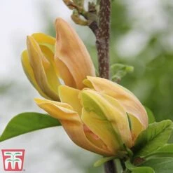 Magnolia 'Sunspire' -Garden Glory Sales magn suns5