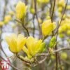 Magnolia X Brooklynensis 'Yellow Bird' -Garden Glory Sales magnolia1