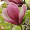 Magnolia 'Satisfaction' -Garden Glory Sales magnolia2