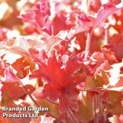 Heuchera 'Marmalade' -Garden Glory Sales marmalade