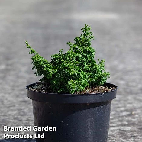 Chamaecyparis Obtusa 'Maureen' 3 Chamaecyparis Obtusa 'Maureen'