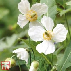 Meconopsis 'Union Jack' Collection -Garden Glory Sales meco3