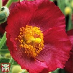 Meconopsis 'Union Jack' Collection -Garden Glory Sales meco4