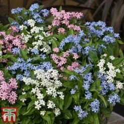 Forget-Me-Not Mixed 13 Forget-Me-Not Mixed -Garden Glory Sales mix mye