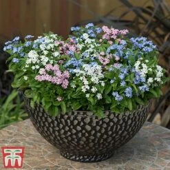 Forget-Me-Not Mixed 15 Forget-Me-Not Mixed -Garden Glory Sales mix myt