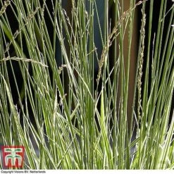 Molinia Caerulea Ssp. Arundinacea 'Mostenveld' -Garden Glory Sales moli most2