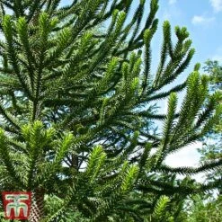 Araucaria Araucana -Garden Glory Sales monk3