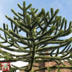 Araucaria Araucana -Garden Glory Sales monk4