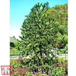 Araucaria Araucana -Garden Glory Sales monk6