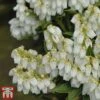Pieris Japonica 'Mountain Fire' -Garden Glory Sales mountain fire 1