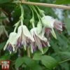 Clematis Napaulensis -Garden Glory Sales nap