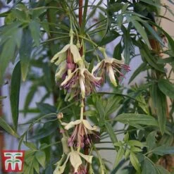 Clematis Napaulensis -Garden Glory Sales napal