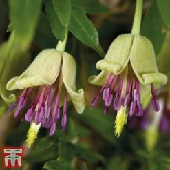 Clematis Napaulensis -Garden Glory Sales napaulensis h