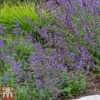 Nepeta Racemosa 'Walkers Low' -Garden Glory Sales nepe1