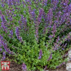 Nepeta Racemosa 'Walkers Low' -Garden Glory Sales nepe3