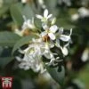 Osmanthus X Burkwoodii -Garden Glory Sales osma burk