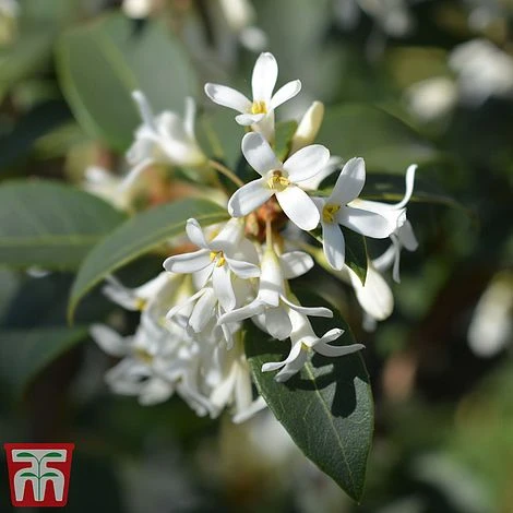 Osmanthus X Burkwoodii 3 Osmanthus X Burkwoodii