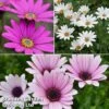 Osteospermum Blush Collection (Hardy) -Garden Glory Sales oste trio