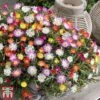 Delosperma Cooperi 'Jewel Of Desert' Collection -Garden Glory Sales osteo1