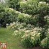 Cornus Controversa 'Pagoda' 1 Cornus Controversa 'Pagoda' -Garden Glory Sales pag3