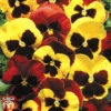 Pansy 'Autumn Blaze Mixed' (Garden Ready) 2 Pansy 'Autumn Blaze Mixed' (Garden Ready) -Garden Glory Sales pansy