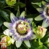 Passiflora Caerulea -Garden Glory Sales pass cae
