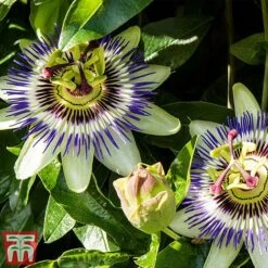 Passiflora Caerulea -Garden Glory Sales pass caer
