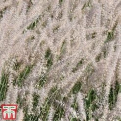 Pennisetum Orientale 'Dance With Me' -Garden Glory Sales penn dance5