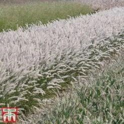 Pennisetum Orientale 'Dance With Me' -Garden Glory Sales penn dance7