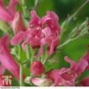 Penstemon Barbatus Var. Praecox -Garden Glory Sales pens1