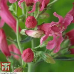 Penstemon Barbatus Var. Praecox -Garden Glory Sales pens2