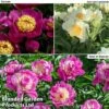 Peony Collection -Garden Glory Sales peony trio1