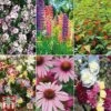 Bare Root Perennial Collection -Garden Glory Sales pere12