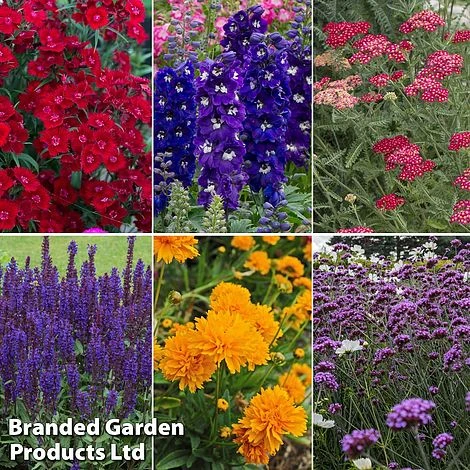 Perennial Pollinator Collection 3 Perennial Pollinator Collection