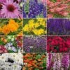 Best Value Perennial Collection 2 Best Value Perennial Collection -Garden Glory Sales perennial5