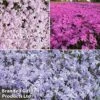Creeping Phlox Trio Collection 1 Creeping Phlox Trio Collection -Garden Glory Sales phlo trio