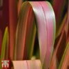 Phormium 'Jester' -Garden Glory Sales phor jest