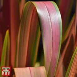 Phormium 'Jester'