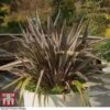 Phormium 'Pink Stripe' -Garden Glory Sales phor pink2
