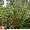 Phormium Tenax 'Variegatum' 2 Phormium Tenax 'Variegatum' -Garden Glory Sales phor vari1