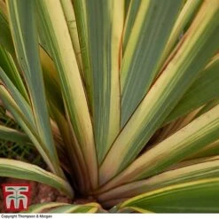 Phormium Tenax 'Variegatum' -Garden Glory Sales phor vari21