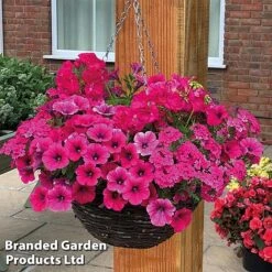 Pink Shockwave Preplanted Hanging Basket -Garden Glory Sales pink shock