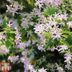 Trachelospermum 'Pink Shower' -Garden Glory Sales pinkstar1