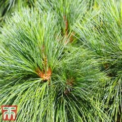 Pinus Strobus 'Blue Shag'