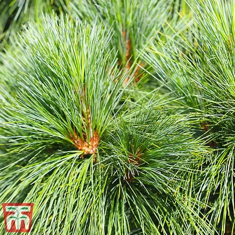 Pinus Strobus 'Blue Shag' 3 Pinus Strobus 'Blue Shag'