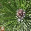 Pinus Nigra -Garden Glory Sales pinu nigra3